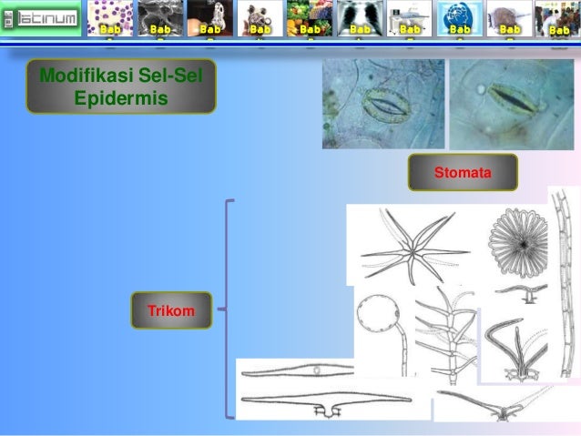 Bab
1
Bab
2
Bab
3
Bab
4
Bab
5
Bab
6
Bab
7
Bab
8
Bab
9
Bab
10
Modifikasi Sel-Sel
Epidermis
Stomata
T...