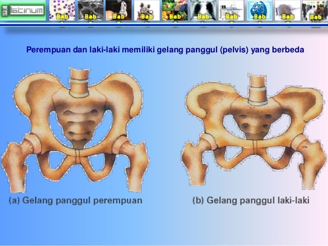 Bab 
1 
Bab 
2 
Bab 
3 
Bab 
4 
Bab 
5 
Bab 
6 
Bab 
7 
Bab 
8 
Bab 
9 
Bab 
10 
Perempuan dan laki­laki 
memiliki gelang ...