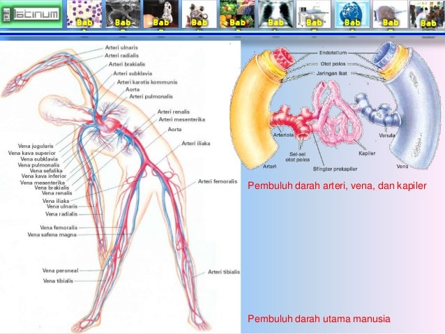 Bab
1
Bab
2
Bab
3
Bab
4
Bab
5
Bab
6
Bab
7
Bab
8
Bab
9
Bab
10
Pembuluh darah arteri, vena, dan kapiler ...