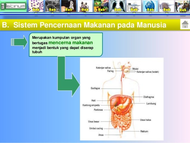 Bab
1
Bab
2
Bab
3
Bab
4
Bab
5
Bab
6
Bab
7
Bab
8
Bab
9
Bab
10
B. Sistem Pencernaan Makanan pada Manusia...