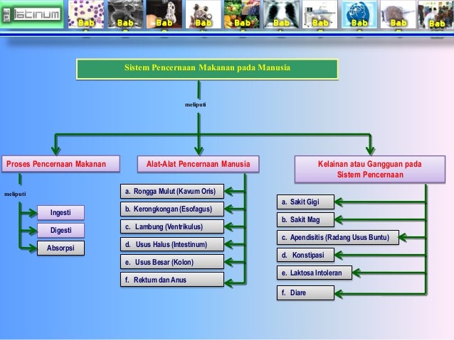 Rangkaian Kata di Hari Jum'at Sore: Sistem Pencernaan Makanan