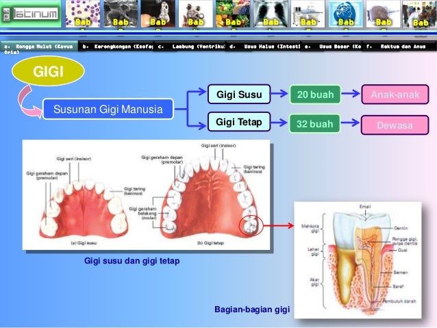 Bab
1
Bab
2
Bab
3
Bab
4
Bab
5
Bab
6
Bab
7
Bab
8
Bab
9
Bab
10
a. Rongga Mulut (Kavum
Oris)
b. Kerongk...
