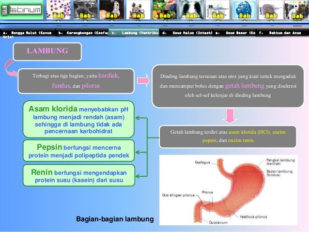 Bab
1
Bab
2
Bab
3
Bab
4
Bab
5
Bab
6
Bab
7
Bab
8
Bab
9
Bab
10
a. Rongga Mulut (Kavum
Oris)
b. Kerongk...