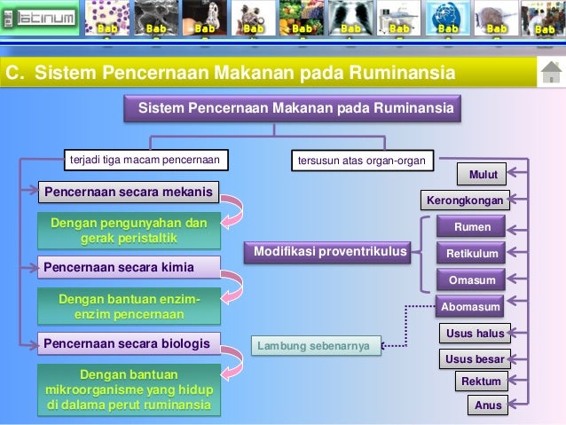 Bab
1
Bab
2
Bab
3
Bab
4
Bab
5
Bab
6
Bab
7
Bab
8
Bab
9
Bab
10
C. Sistem Pencernaan Makanan pada Ruminan...
