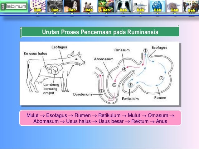 Bab
1
Bab
2
Bab
3
Bab
4
Bab
5
Bab
6
Bab
7
Bab
8
Bab
9
Bab
10
Urutan Proses Pencernaan pada Ruminansia ...