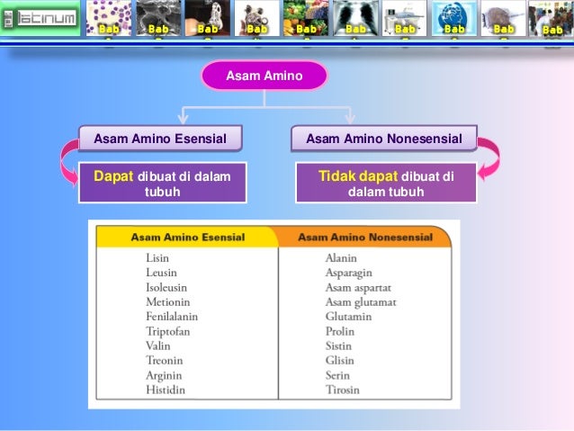 Bab
1
Bab
2
Bab
3
Bab
4
Bab
5
Bab
6
Bab
7
Bab
8
Bab
9
Bab
10
Asam Amino
Asam Amino Esensial Asam Amin...