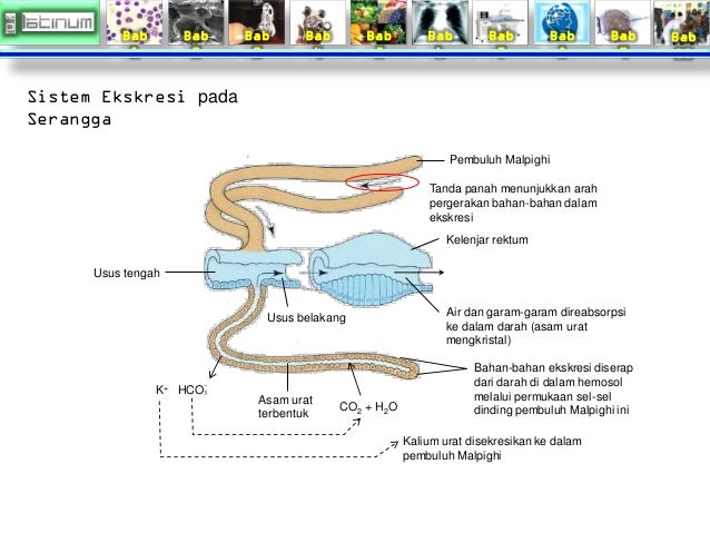 Bab
1
Bab
2
Bab
3
Bab
4
Bab
5
Bab
6
Bab
7
Bab
8
Bab
9
Bab
10
Sistem Ekskresi pada
Serangga
Pembuluh ...