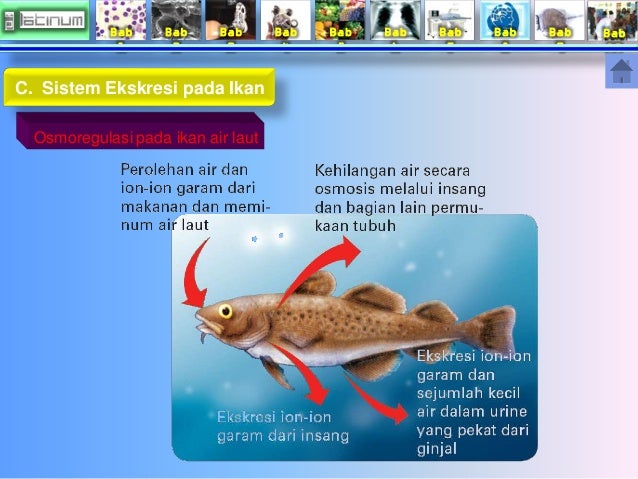 Bab 
1 
Bab 
2 
Bab 
3 
Bab 
4 
Bab 
5 
Bab 
6 
Bab 
7 
Bab 
8 
Bab 
9 
Bab 
10 
C. Sistem Ekskresi pada Ikan 
Osmoregulas...