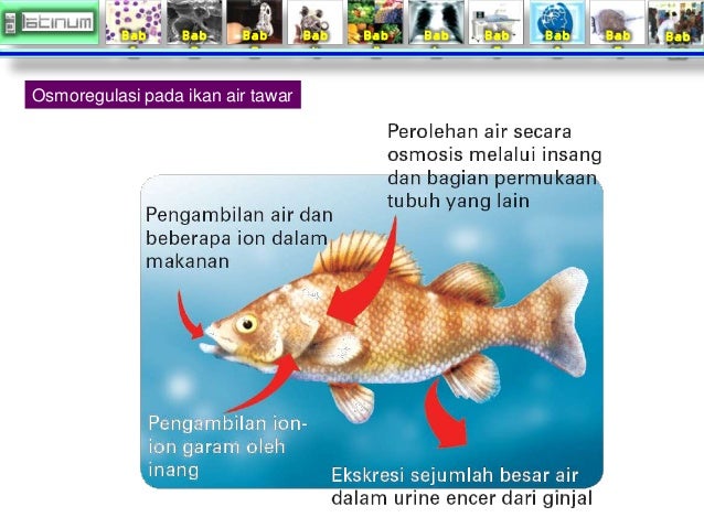Bab
1
Bab
2
Bab
3
Bab
4
Bab
5
Bab
6
Bab
7
Bab
8
Bab
9
Bab
10
Osmoregulasi pada ikan air tawar