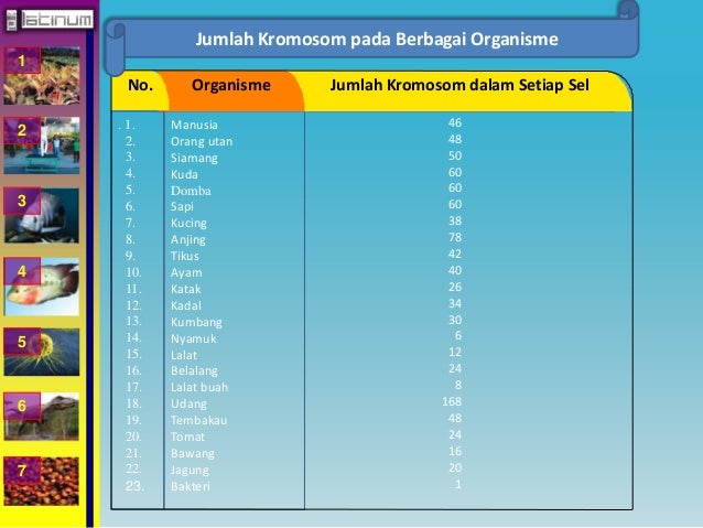 1 
2 
3 
4 
5 
6 
7 
Jumlah Kromosom pada Berbagai Organisme 
No. Organisme Jumlah Kromosom dalam Setiap Sel 
Manusia 
Ora...