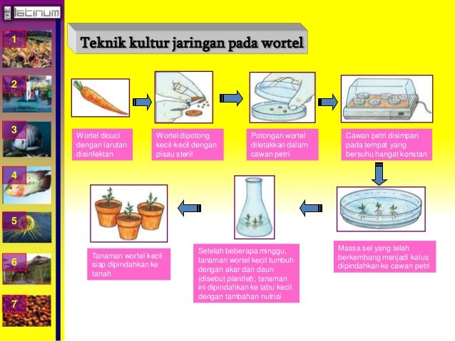 1
2
3
4
5
6
7
Teknik kultur jaringan pada wortel
Wortel dicuci
dengan larutan
disinfektan
Wortel dipotong
keci...
