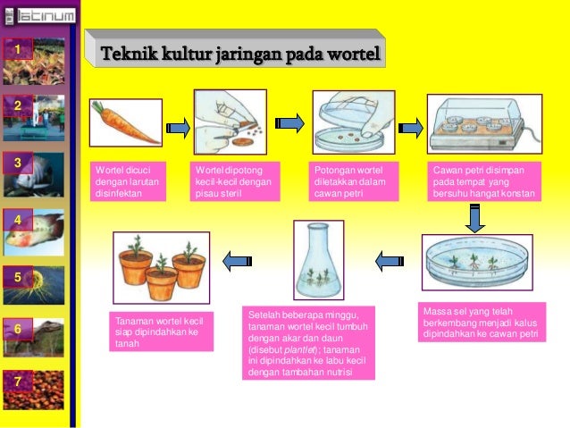 1 
2 
3 
4 
5 
6 
7 
Teknik kultur jaringan pada wortel 
Wortel dicuci 
dengan larutan 
disinfektan 
Wortel dipotong 
keci...