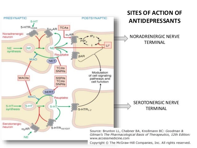 Amoxapine Drug Action