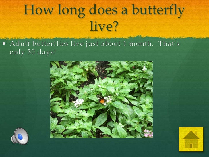 how many years does a live butterfly cycle how many years does a live butterfly cycle