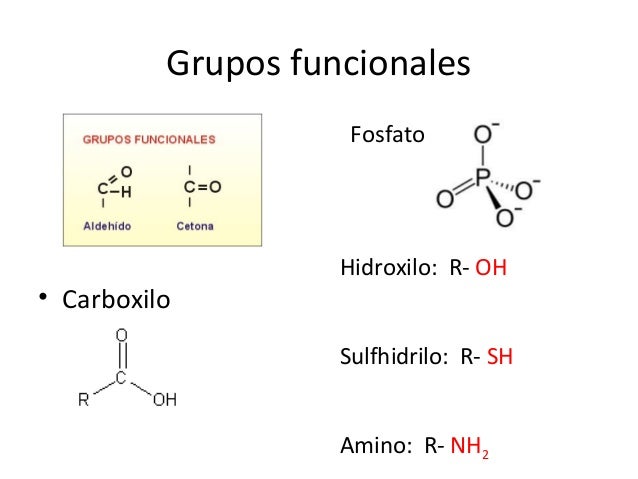 Grupos funcionales
• Carboxilo
Fosfato
Hidroxilo: R- OH
Sulfhidrilo: R- SH
Amino: R- NH2
 