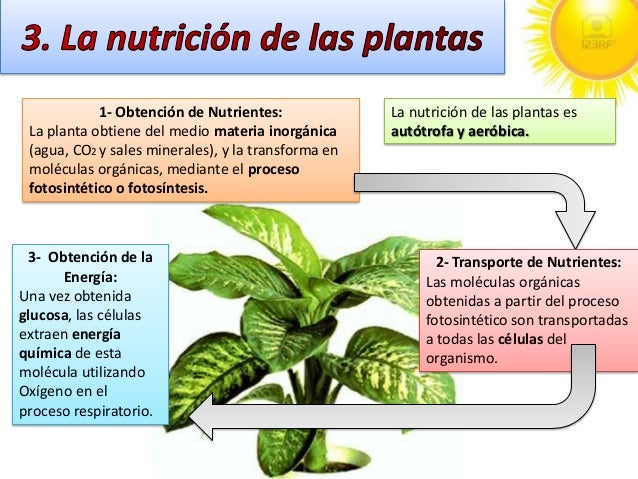 Olguchiland Las Plantas Ii | c naturales tema 9 Olguchiland Las Plantas Ii | c naturales tema 9