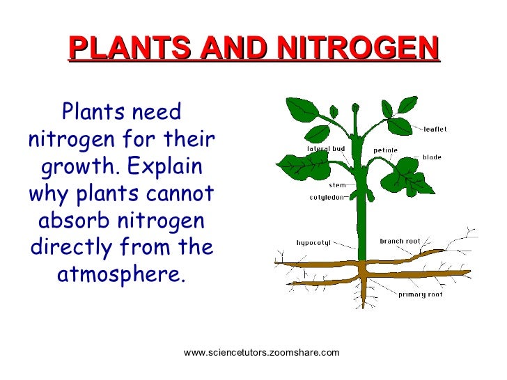 c3 nitrogen cycle revision questions c3 nitrogen cycle revision questions