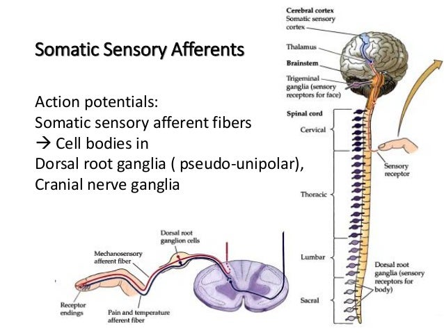 Lecture 12 Somatosensory System and Nociception