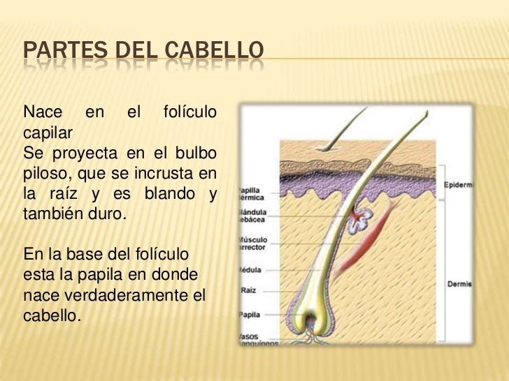 El medio para el refuerzo del mejoramiento de los cabello