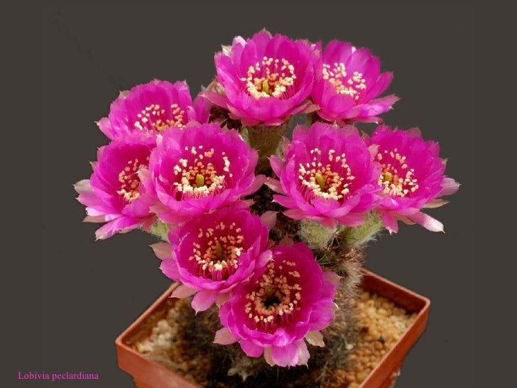 Bienvenidos al nuevo foro de apoyo a Noe #217 / 26.01.15 ~ 28.01.15 - Página 37 Cactus-26-728