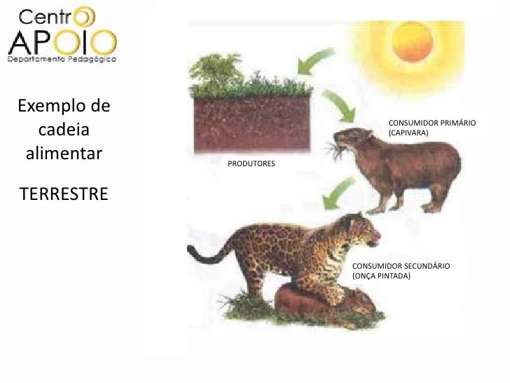 www.aulasdebiologiaapoio.com - Teia Alimentar e Cadeia Alimentar