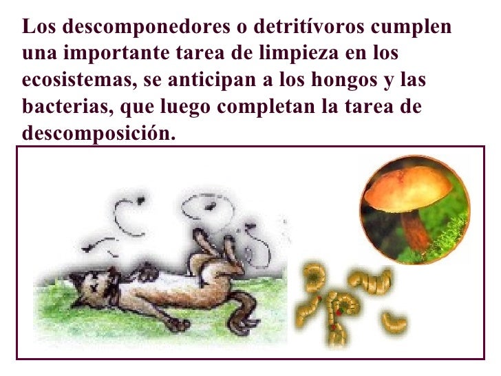 Cadena alimenticia