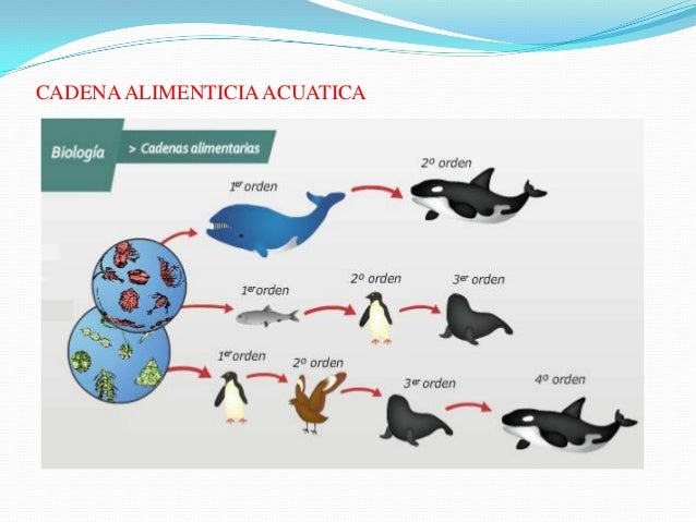 cadena alimenticia serpiente cadena alimenticia cadena alimenticia serpiente cadena alimenticia