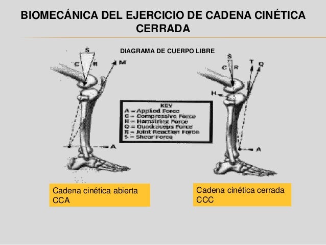 cadenas cineticas abiertas cadena cinetica cadenas cineticas abiertas cadena cinetica
