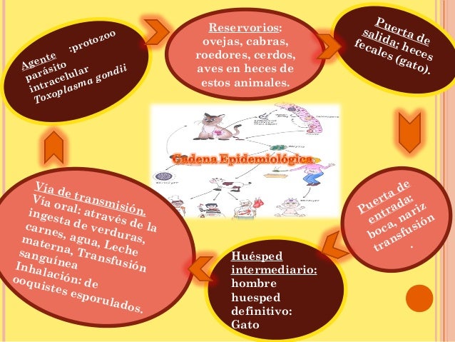 cadena epidemiologica lepra cadena epidemiol 243 gica e historia natural de la cadena epidemiologica lepra cadena epidemiol 243 gica e historia natural de la