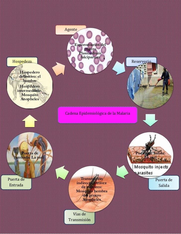 HISTORIA NATURAL PALUDISMO historia natural paludismo: