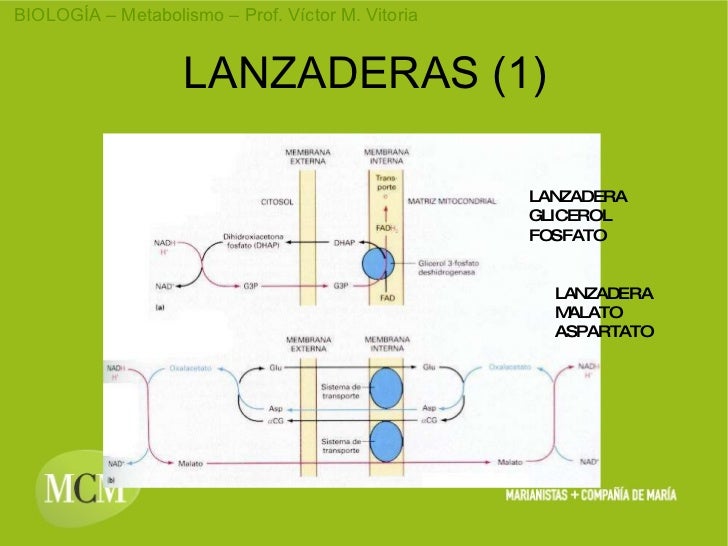 CADENA RESPIRATORIA