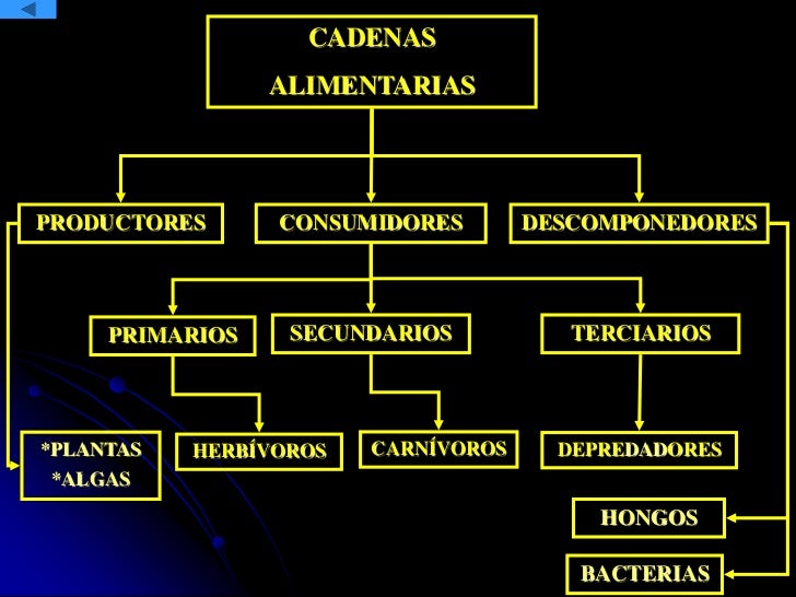 power point de cadenas y tramas alimentarias cadenas alimentarias power point de cadenas y tramas alimentarias cadenas alimentarias