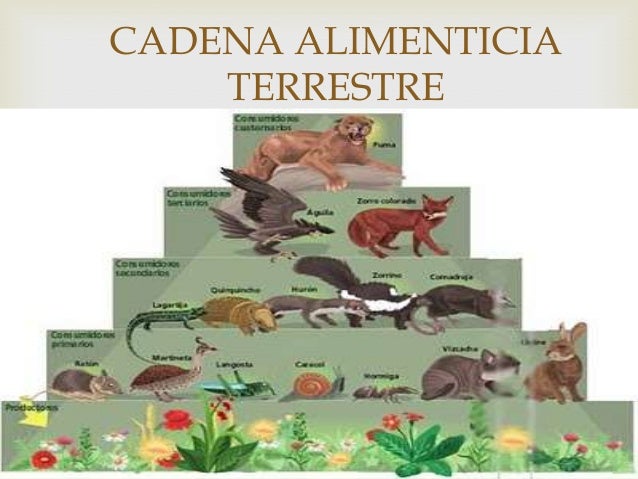 cadena alimenticia serpiente cadena alimenticia de animales terrestres imagui cadena alimenticia serpiente cadena alimenticia de animales terrestres imagui