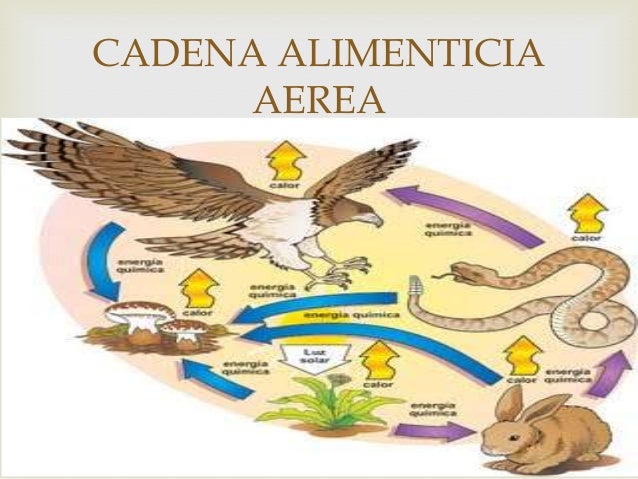 cadenas y redes alimenticias del desierto cadenas alimenticias cadenas y redes alimenticias del desierto cadenas alimenticias
