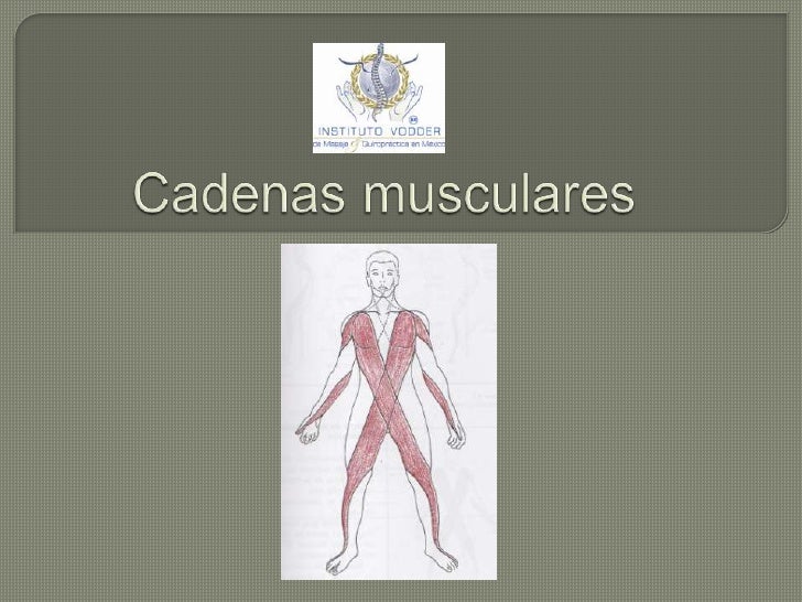 cadenas musculares miembro superior pdf cadenas musculares cadenas musculares miembro superior pdf cadenas musculares