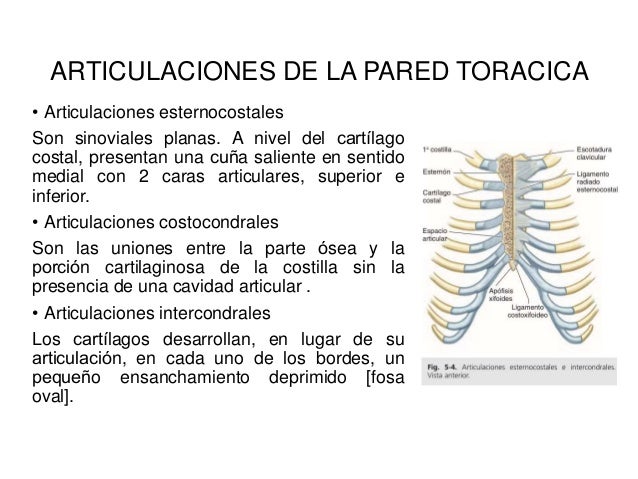 Dolor En La Caja Torácica