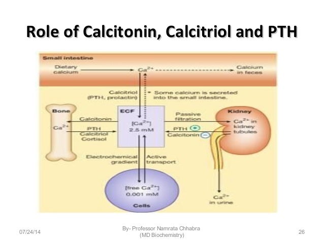 Calcitriol Hormone Function