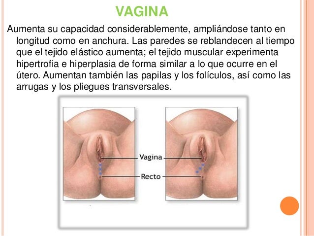 Las hormonas y komedony