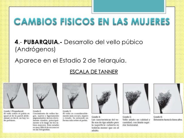 De que depende la dimensión del miembro y como de aumentarle