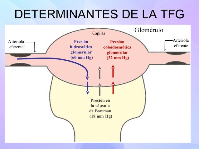 6 semanas del embarazo los granos sobre la persona