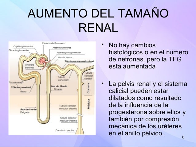 Los dolores en los riñones del dolor en los pies
