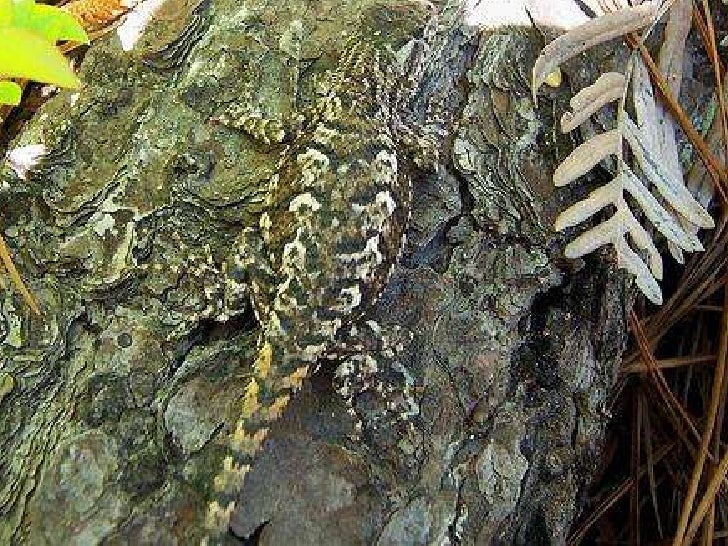 Camouflage animals with their names