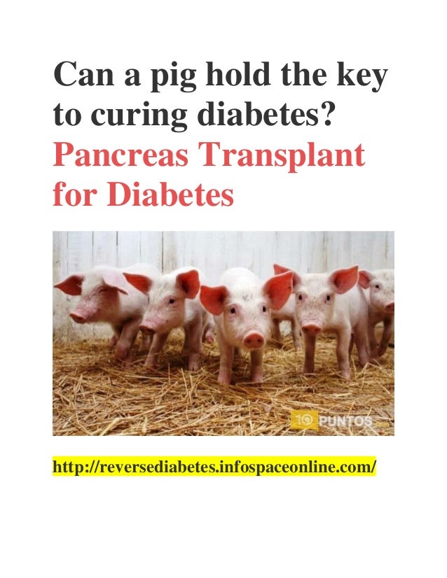 Can a pig hold the key to curing diabetes?