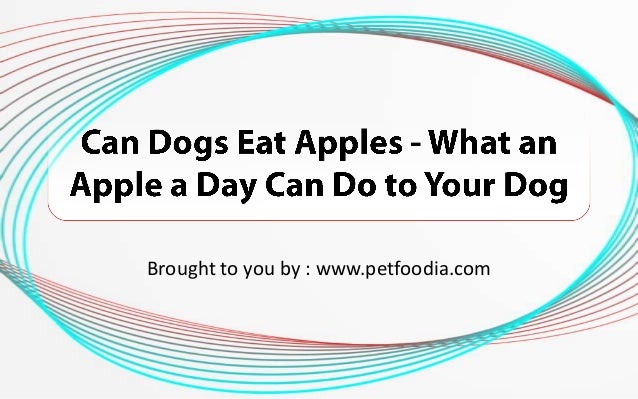 can dogs eat spam can dogs eat apples what an apple a day can do to your can dogs eat spam can dogs eat apples what an apple a day can do to your