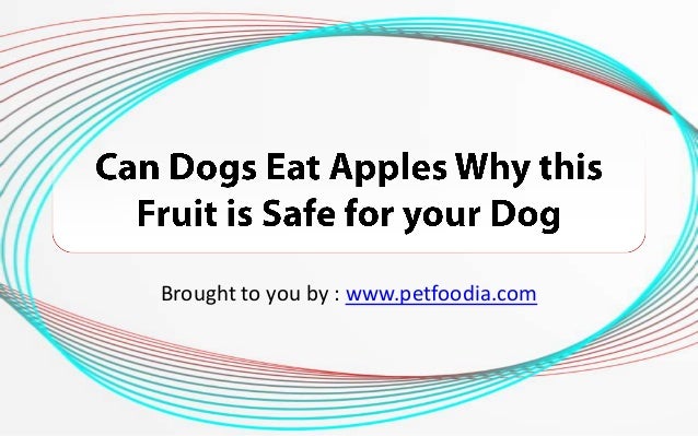 is it ok for dogs to eat apples can dogs eat apples why this fruit is safe for your is it ok for dogs to eat apples can dogs eat apples why this fruit is safe for your