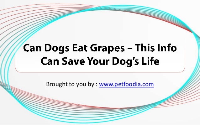 can dogs eat spam can dogs eat grapes this info can save your s can dogs eat spam can dogs eat grapes this info can save your s