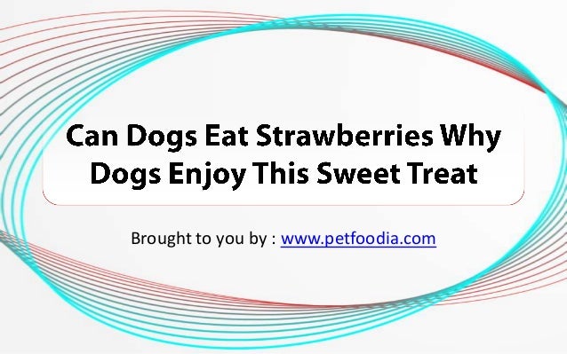 can dogs eat spam can dogs eat strawberries why dogs enjoy this sweet treat can dogs eat spam can dogs eat strawberries why dogs enjoy this sweet treat