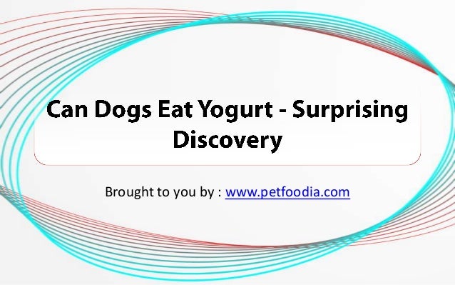 can dogs eat spam can dogs eat yogurt surprising discovery can dogs eat spam can dogs eat yogurt surprising discovery