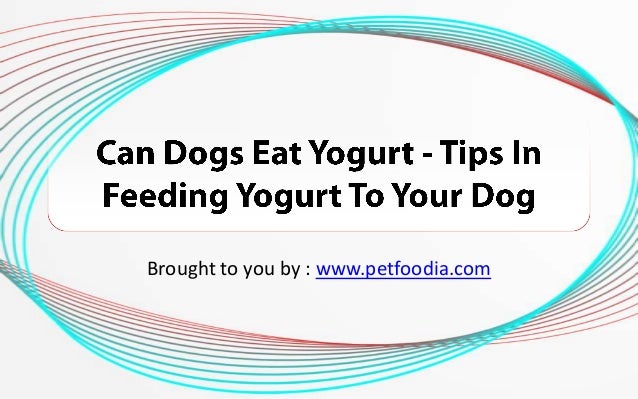 can dogs yogurt can dogs eat yogurt tips in feeding yogurt to your can dogs yogurt can dogs eat yogurt tips in feeding yogurt to your