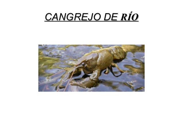 Cangrejo